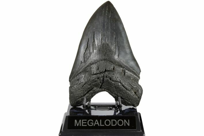 Massive, Fossil Megalodon Tooth - Foot Shark! #183612